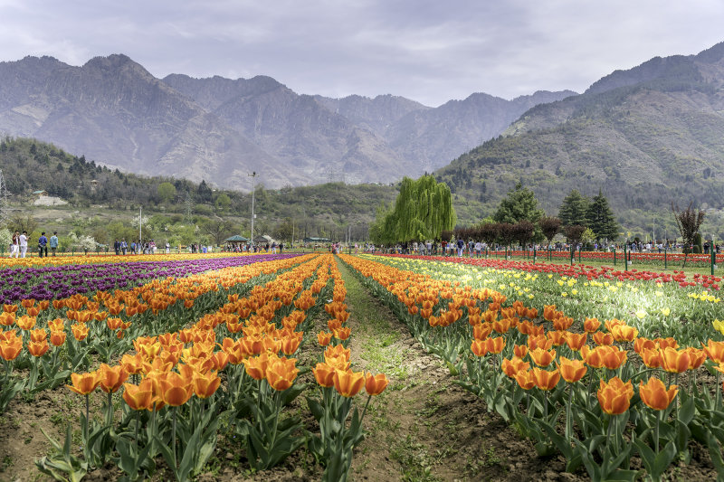 Tulip Garden