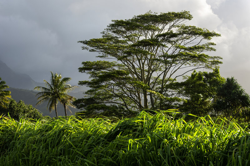 Kauai - Road to Hanalei