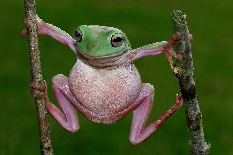 Frogs