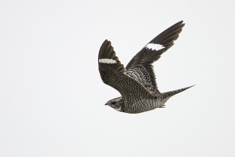 Common Nighthawk