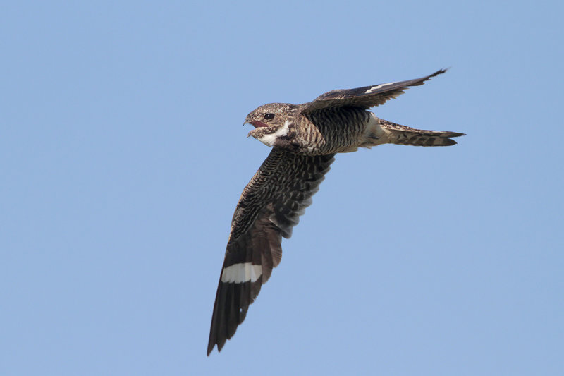 Common Nighthawk