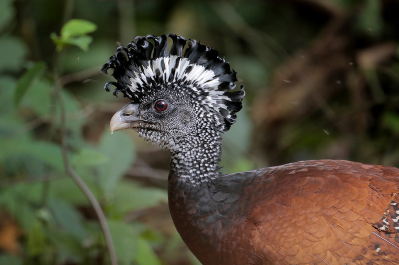 Great Curassow