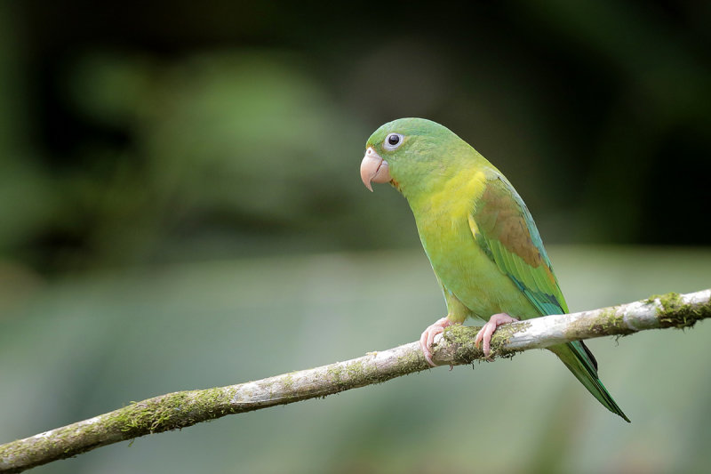 Orange-chinned Parakeet