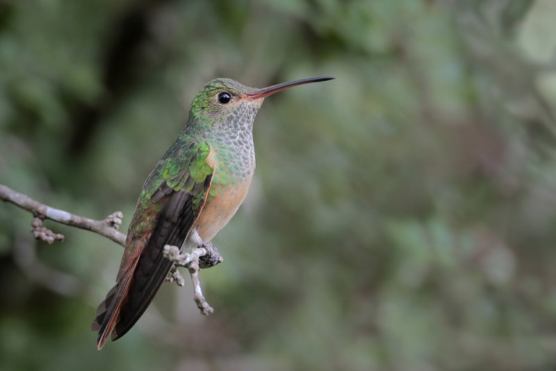 Buff-bellied Hummingbird