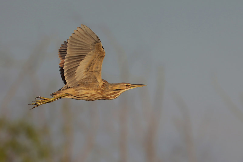 American Bittern