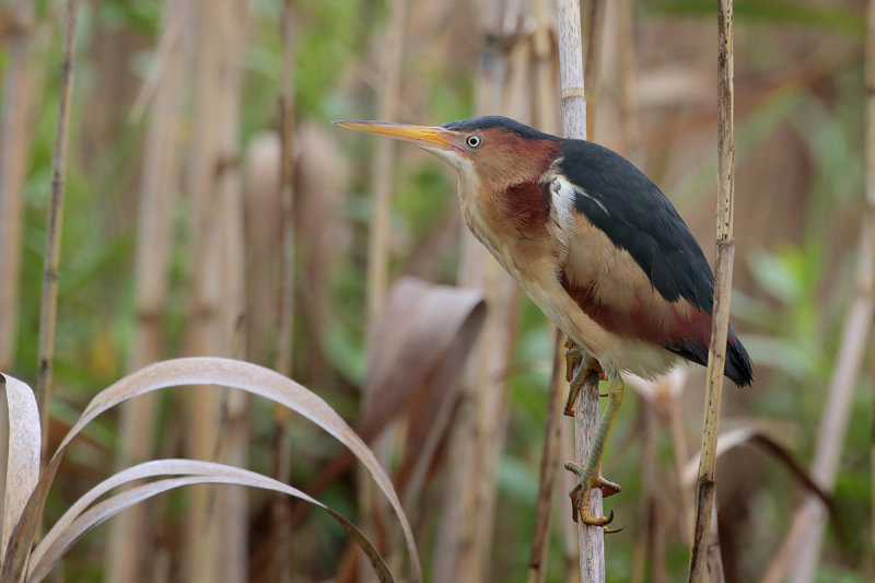 Least Bittern