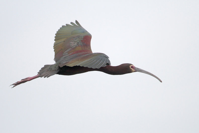 White-faced Ibis