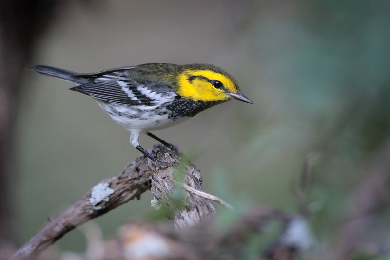 Golden-cheeked Warbler