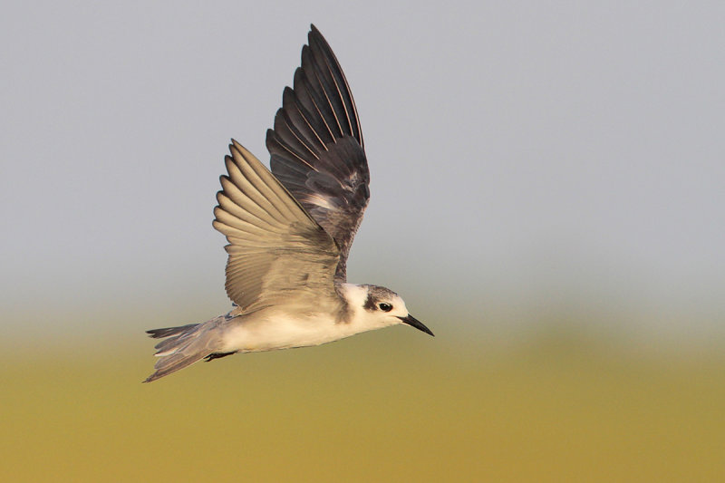 Black Tern