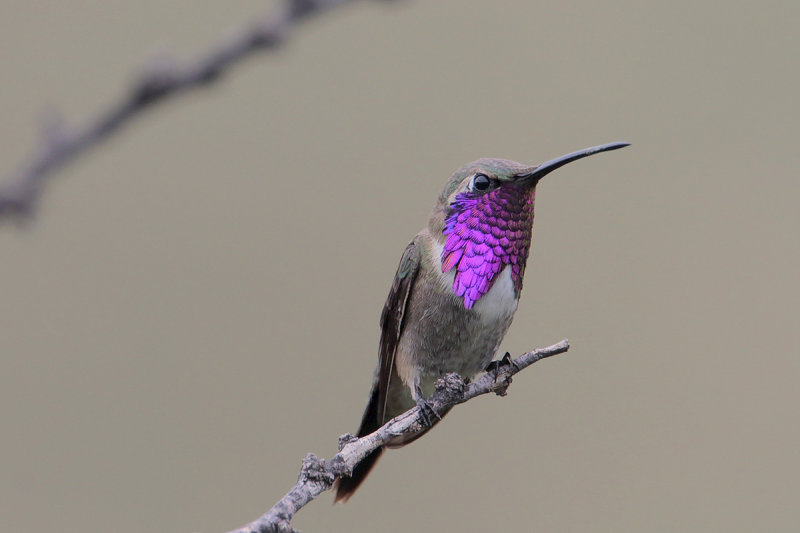 Lucifer Hummingbird