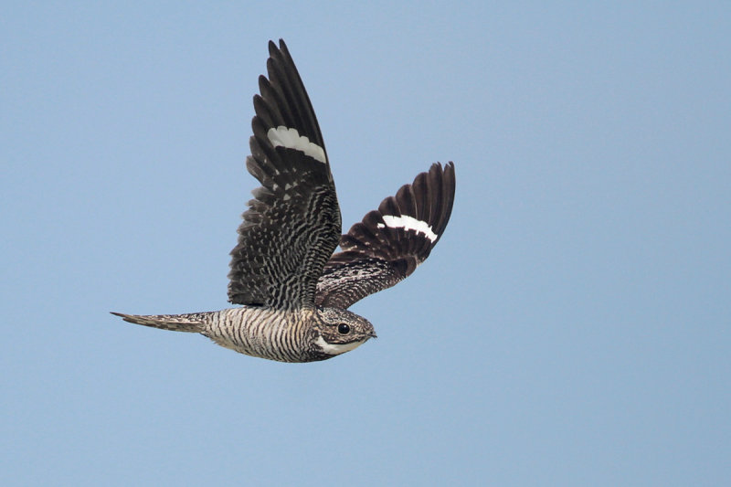 Common Nighthawk