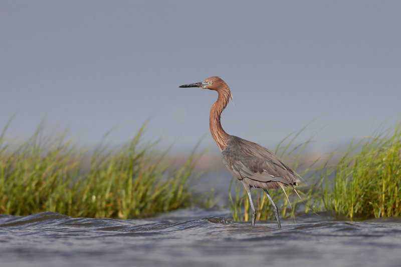 Reddish Egret