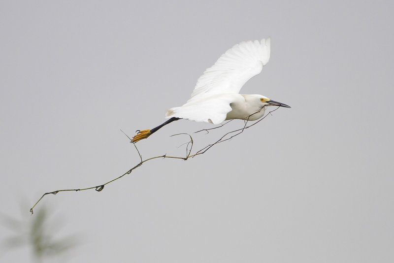Snowy Egret