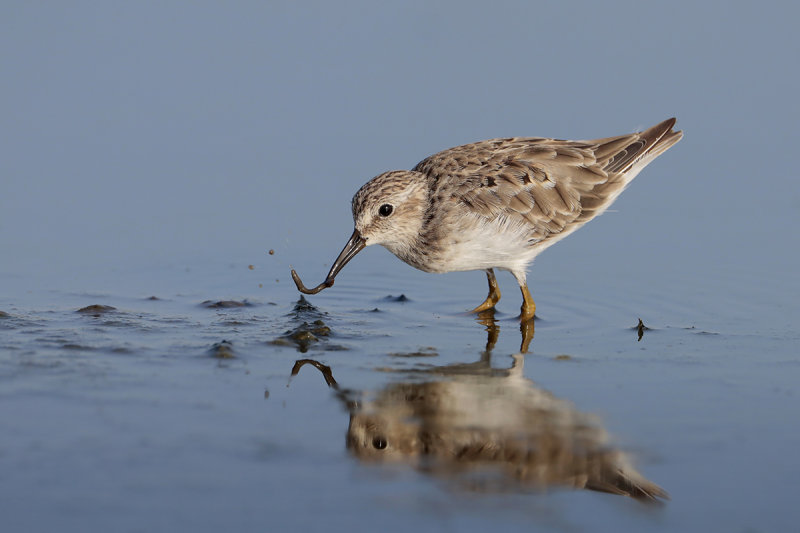 Least Sandpiper