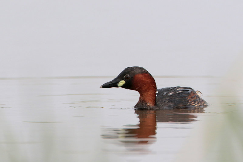 Little Grebe