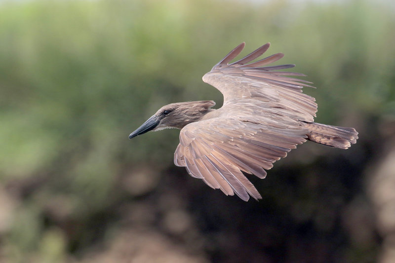 Hamerkop