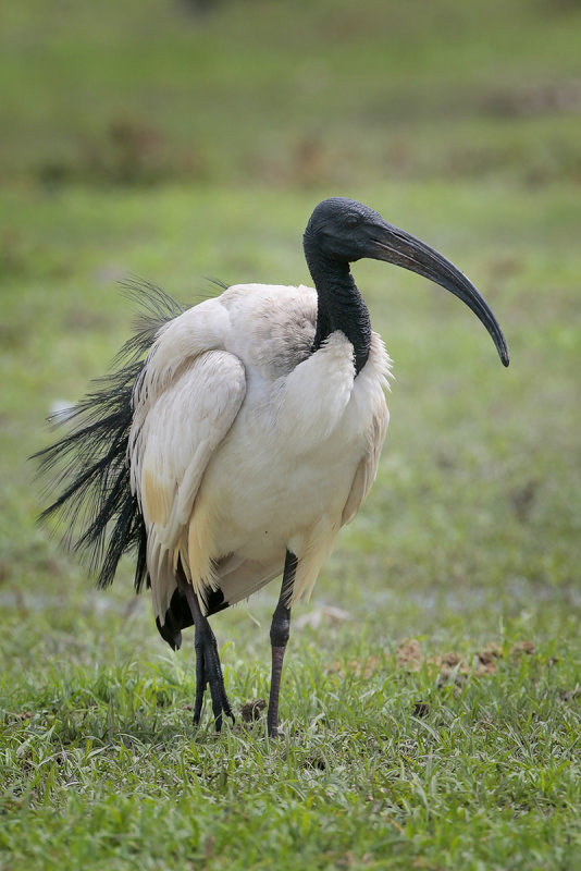 Sacred Ibis