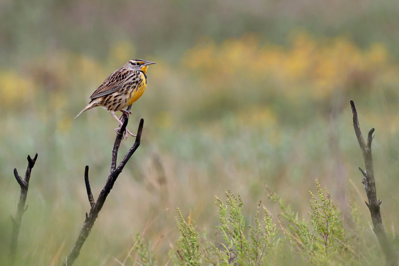 Eastern Meadowlark