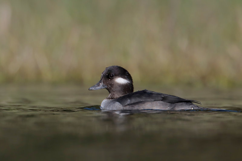 Bufflehead