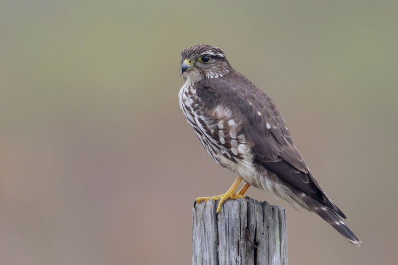 Merlin