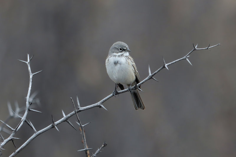 Sagebrush Sparrow