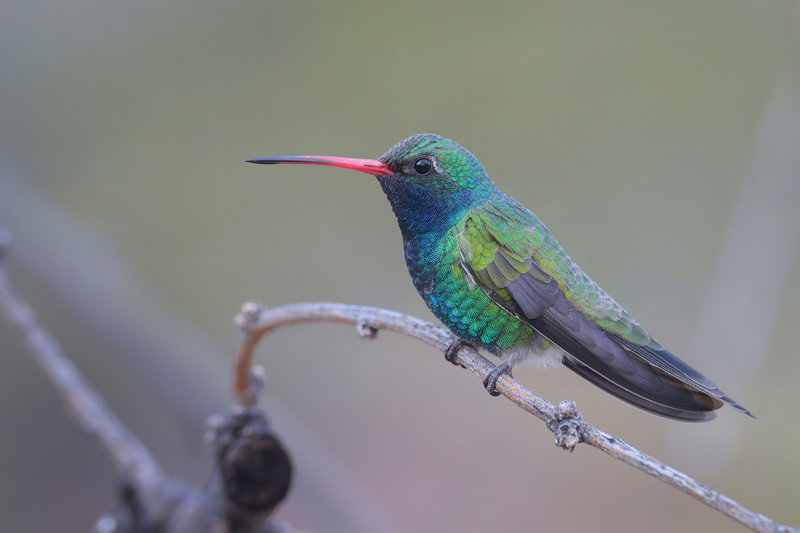 Broad-billed Hummingbird