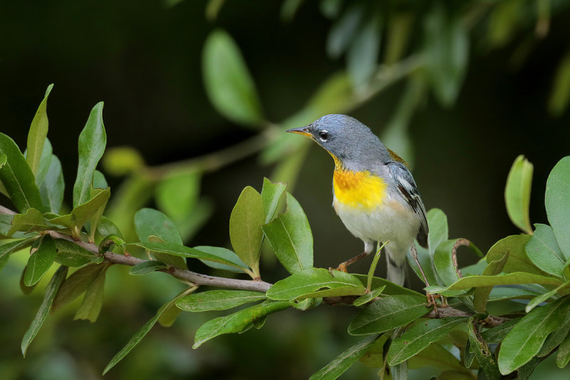 Northern Parula