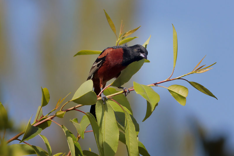 Orchard Oriole