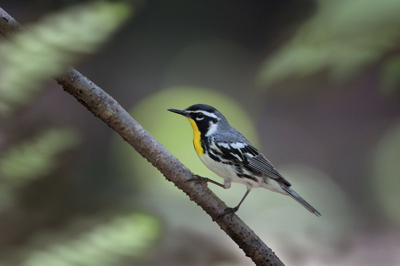 Yellow-throated Warbler