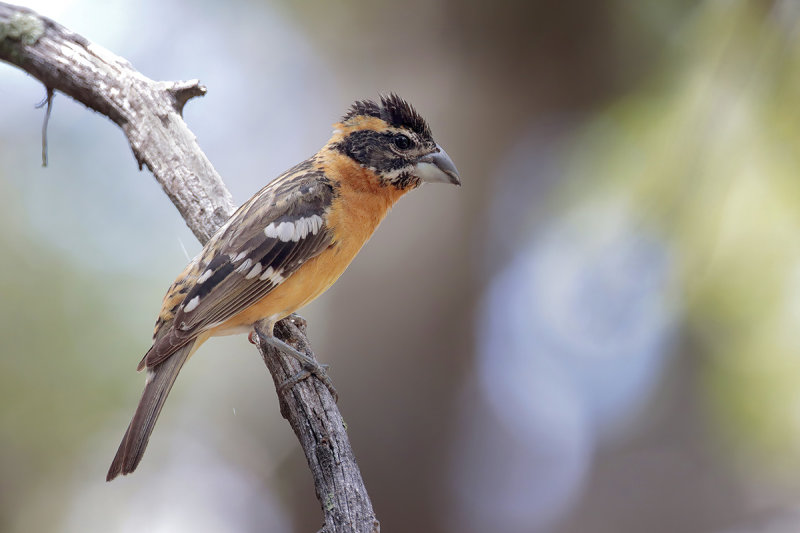 Black-headed Grosbeak