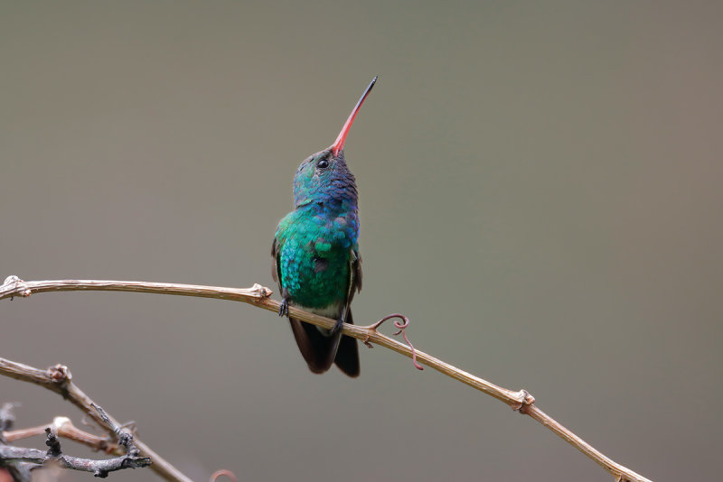 Broad-billed Hummingbird