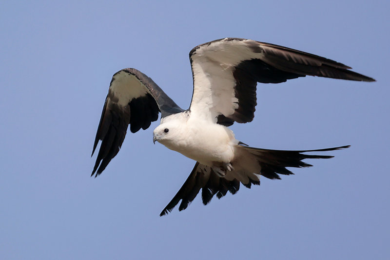 Swallow-tailed Kite