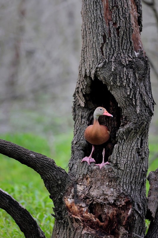 Black-bellied Whistling Duck