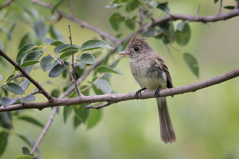 Pileated Flycatcher