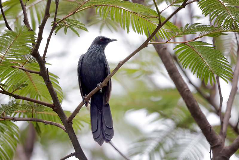 Blue Mockingbird