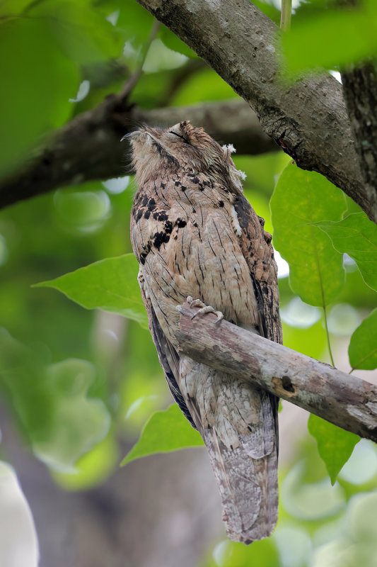 Northern Potoo