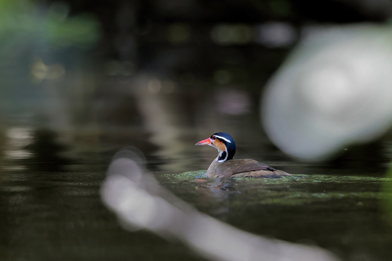 Sungrebe