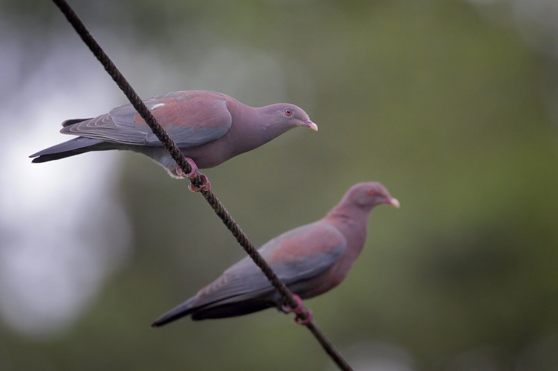 Red-billed Pigeon