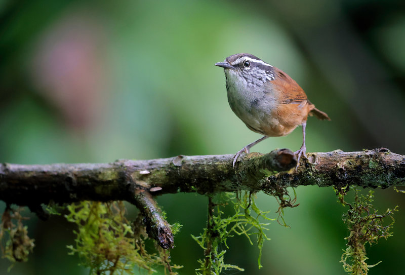 Gray-breasted Wood Wren
