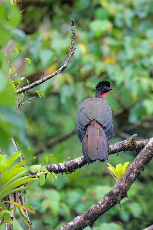 Crested Guan