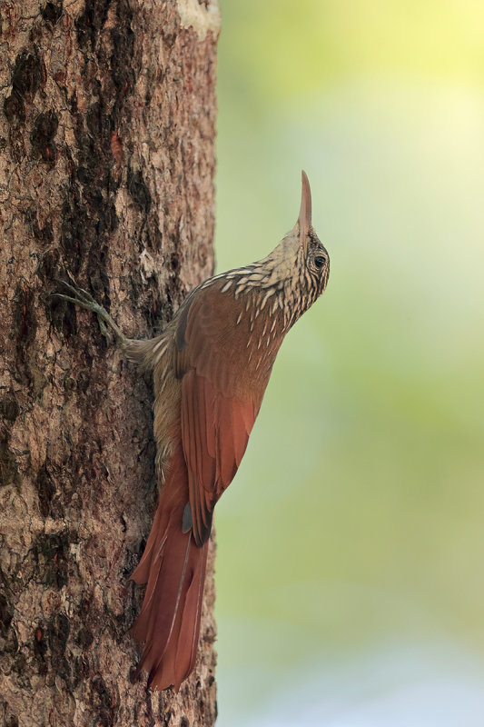 Streak-headed Woodcreeper