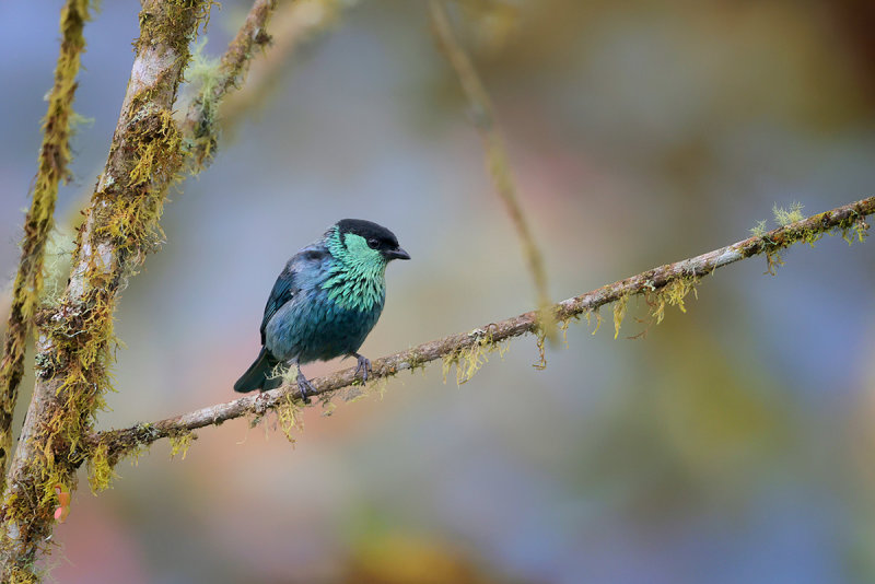 Black-capped Tanager