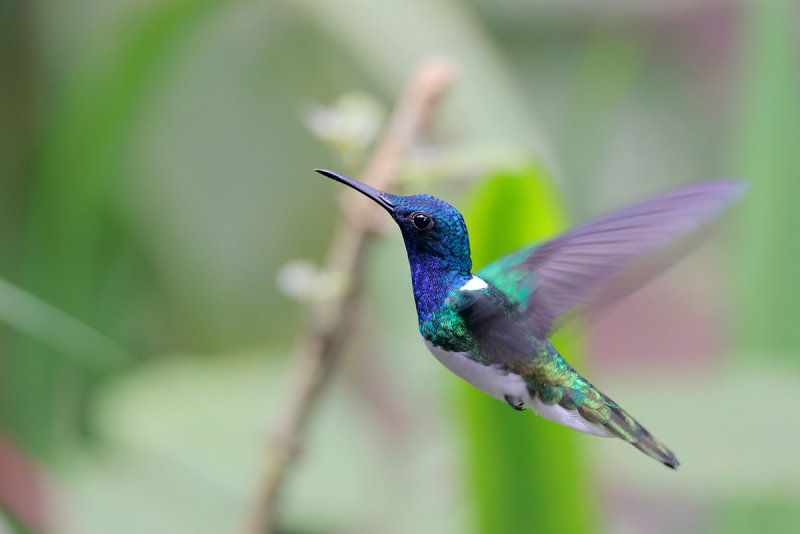White-necked Jacobin