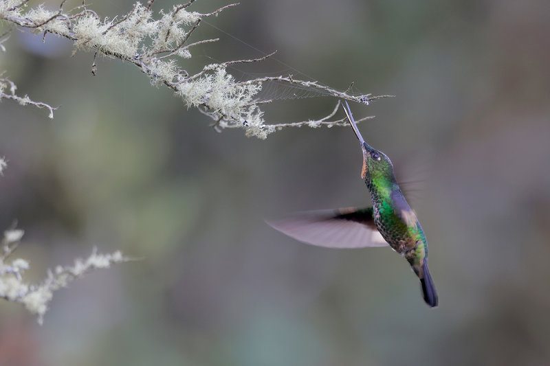 Buff-winged Starfrontlet