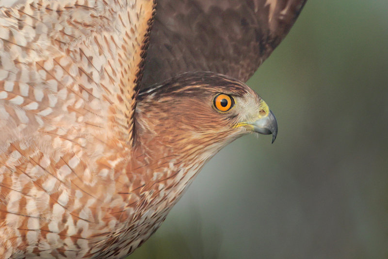 Coopers Hawk