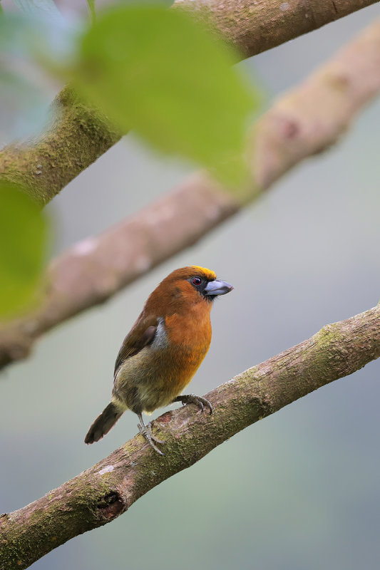 Prong-billed Barbet