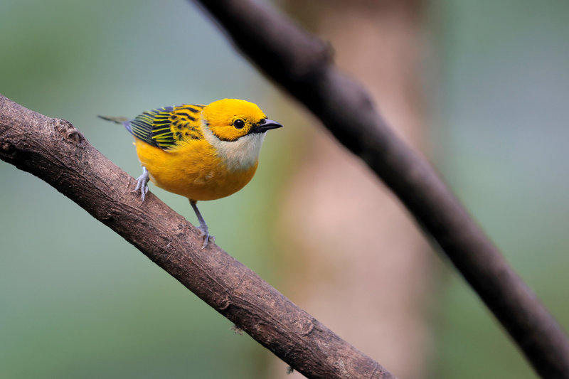 Silver-throated Tanager