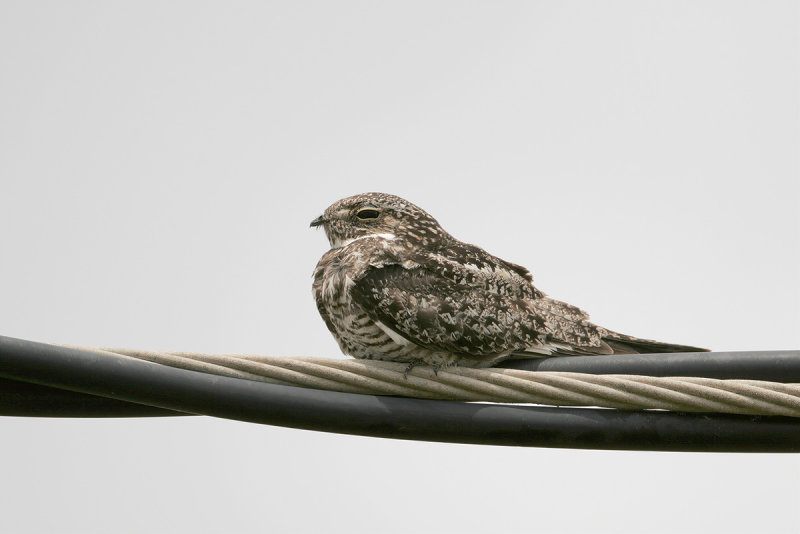 Common Nighthawk