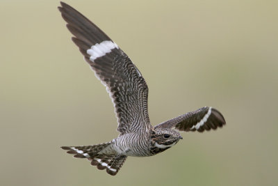 Common Nighthawk