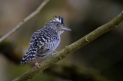 Barred Antshrike